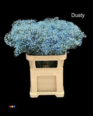 Gypsophila overig kleurbehandeld H%