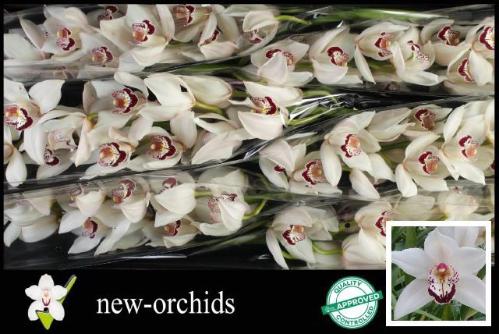 Cymbidium grootbloemig per tak 'Mrs. Esmee'