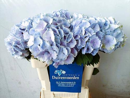 Hydrangea macrophylla 'Lolly Pop' (blauw)
