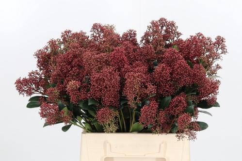 Skimmia per bos japonica 'Rubella'