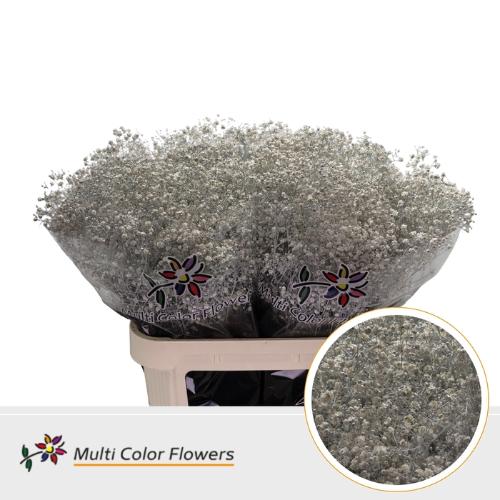 Gypsophila overig kleurbehandeld H%