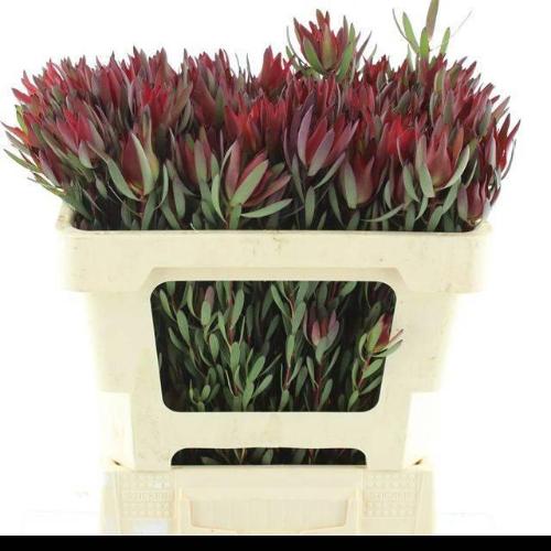 Leucadendron coniferum 'Blushed Pearl'