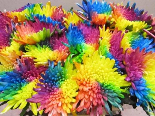 Chrysanthemum geplozen kas kleurbehandeld H%