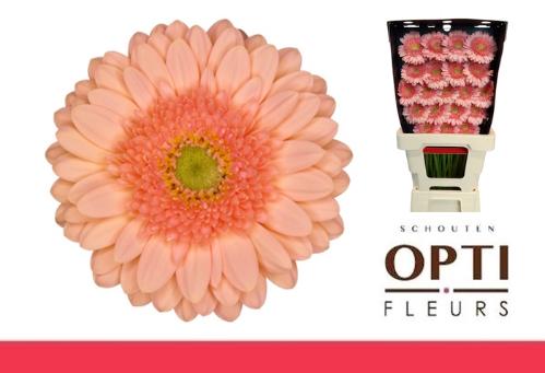 Gerbera mini Ice Cream