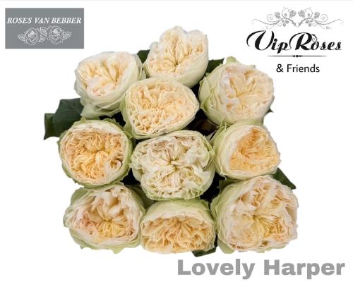 Rosa grootbloemig Lovely Harper!