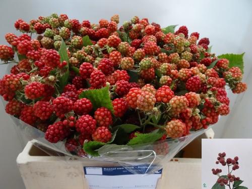 Rubus fruticosus 'Chester'