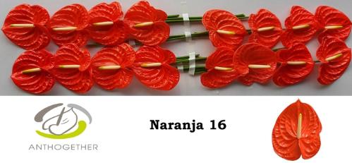 Anthurium (Andreanum Grp) Naranja