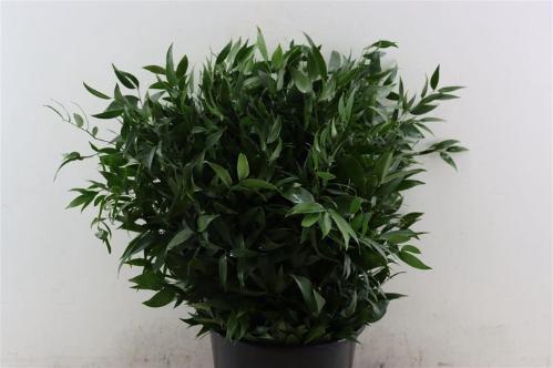 Ruscus aculeatus per bos