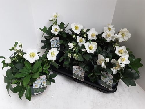 Helleborus niger 'Christmas Carol'