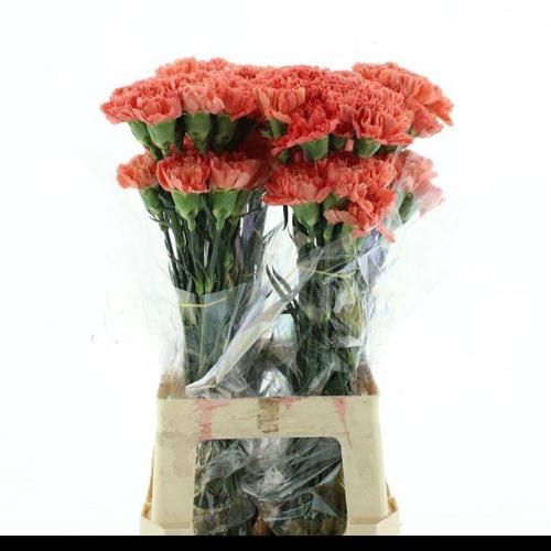 Dianthus standaard Hermes Orange