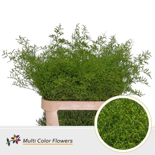 Limonium overig kleurbehandeld H%