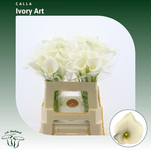 Zantedeschia Ivory Art