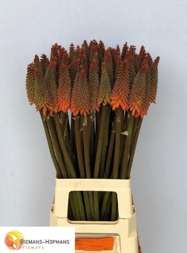 Kniphofia 'Alcazar'