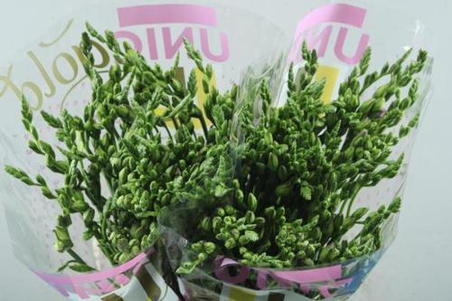 Freesia dubbelbloemig 'Rosario'