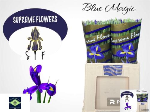 Iris (Hollandse Iris Grp) 'Blue Magic'