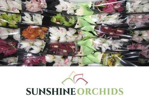 Cymbidium mini per tak gemengd