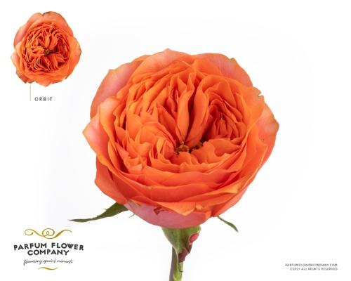 Rosa grootbloemig overig