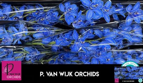 Cymbidium grootbloemig per tak kleurbehandeld H%