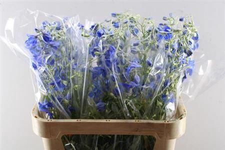 Delphinium Belladonna Grp enkelbloemig 'Volkerfrieden'