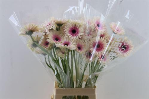 Gerbera grootbloemig spinvormig Spider Stunt