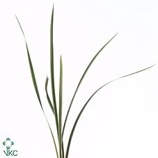 Miscanthus sinensis per bos 'Variegatus'