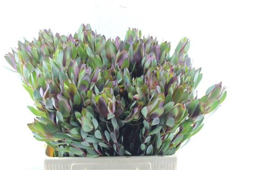 Leucadendron 'Senorita'