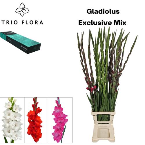 Gladiolus grootbloemig gemengd in fust