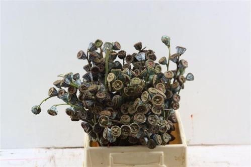 Eucalyptus globulus