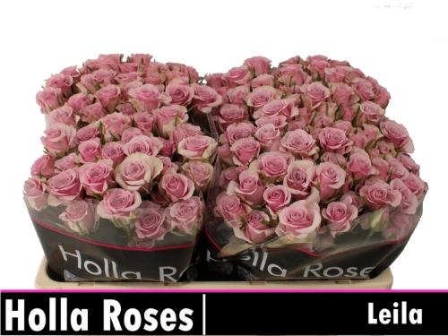 Rosa tros Leila