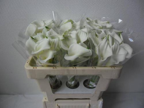 Zantedeschia 'Crystal Blush'