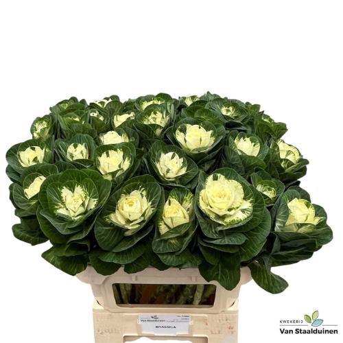 Brassica oleracea 'White Crane'