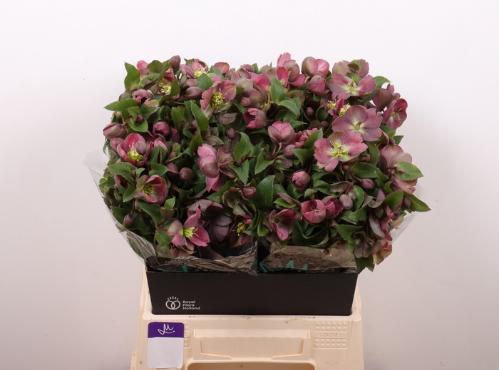 Helleborus 'Mammoth Pink'
