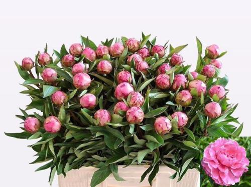 Paeonia Lactiflora Grp 'Dr. Alexander Fleming'