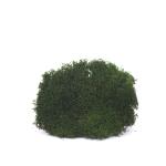 flat-moss-mach-zeleny.jpg