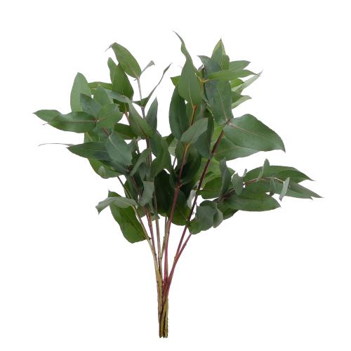Eucalyptus Robusta zväzok rez
