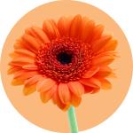Gerbera