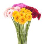gerbera-mini-mix-rez-1.jpg