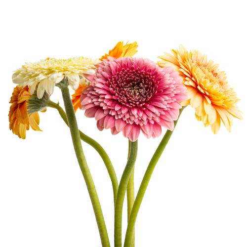Gerbera mini mix rez