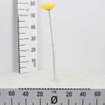 gerbera-pojedyncza-58cm-2.jpg