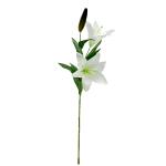 gladiola-lalia-plast-stopkova.jpg