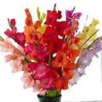 gladiola-mix-rez.jpg
