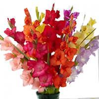Gladiola  mix rez