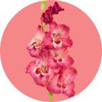 Gladiolus