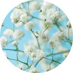 Gypsophila