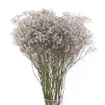 gypsophila-rez.jpg