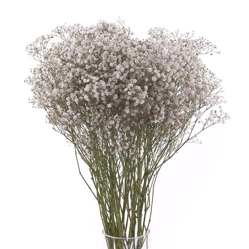 Gypsophila rez