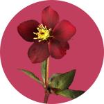 Helleborus