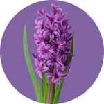 Hyacinthus