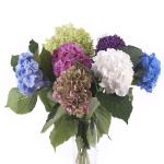 hydrangea-hortenzia-mix-rez.jpg