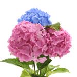 hydrangea-hortenzia-mix-rez-3.jpg